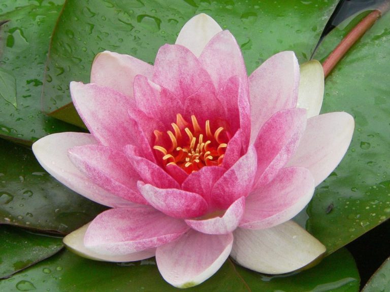 Lotus And Its Petals