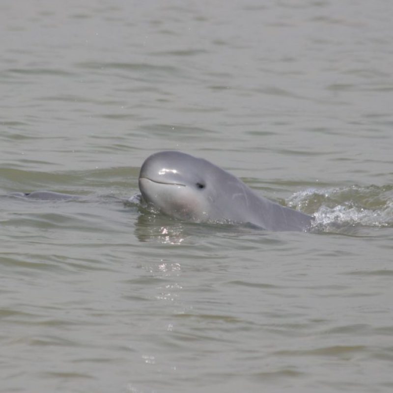 Irrawaddy dolphin2