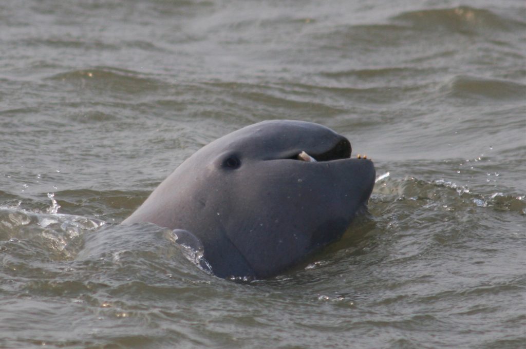 Irrawaddy Dolphin