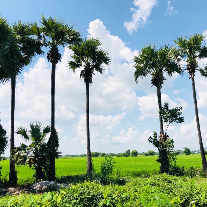 Palm and green paddy field