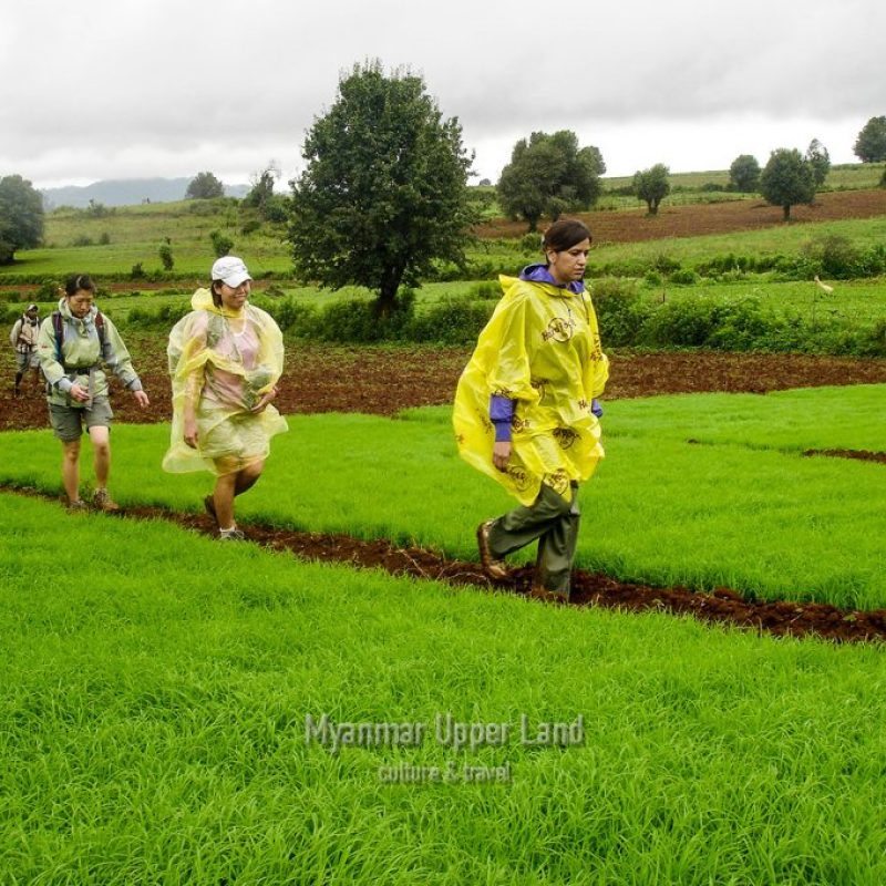 Trekking to Inle Lake from Kalaw